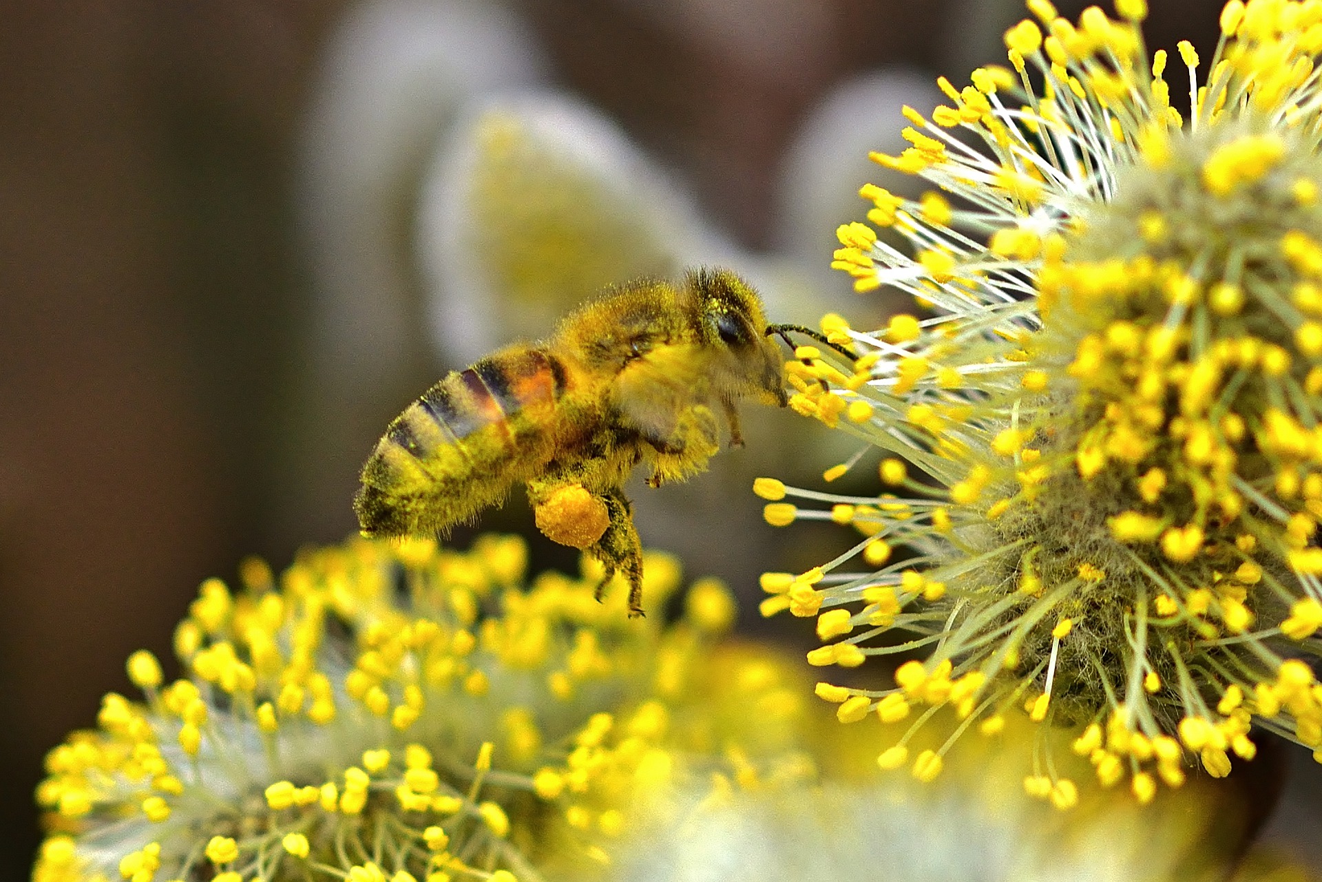 Как выглядит пыльца. Пчелиная пыльца (Bee pollen). Цветочная пыльца на пчеле. Пчела с пыльцой. Пыльца обножка.